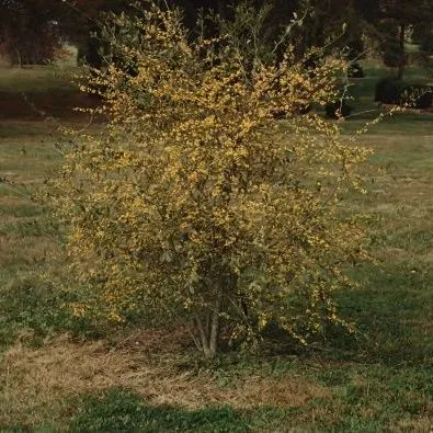 thumbnail for publication: Ilex decidua 'Byers Golden' Golden Possumhaw
